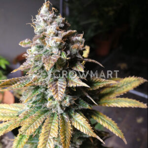 Boy_Scout_Cookies_Feminizovaná_semínka_konopí