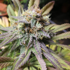 Boy_Scout_Cookies_Feminizovaná_semínka_konopí