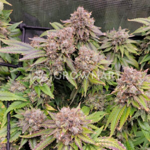 Brain_Cake_Seminka_konopi