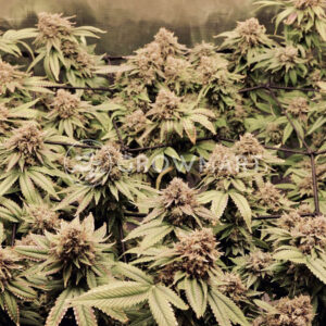 Brain_Cake_Seminka_konopi