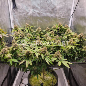 Brain_Cake_Seminka_konopi