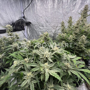 semínka_konopí_Brain_Damage_Auto