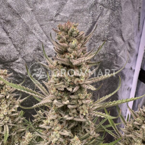 semínka_konopí_Brain_Damage_Auto