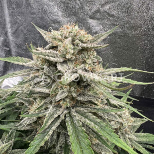 semínka_konopí_Brain_Damage_Auto