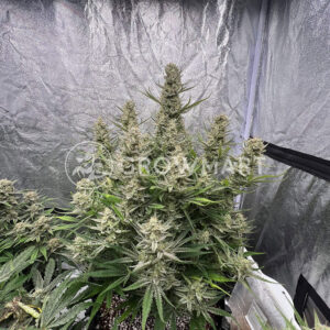 semínka_konopí_Brain_Damage_Auto