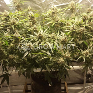 Brainkiller_Haze_Feminizovaná_semínka_konopí