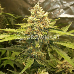 Brainkiller_Haze_Feminizovaná_semínka_konopí