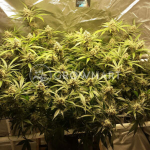 Brainkiller_Haze_Feminizovaná_semínka_konopí