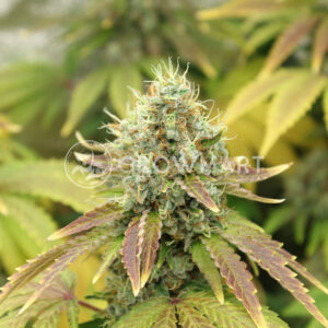 World of Seeds - BRAZIL AMAZONIA REGULAR | Regular Cannabis Seeds - Image 6