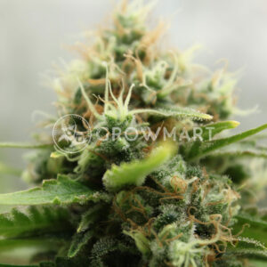 World of Seeds - BRAZIL AMAZONIA REGULAR | Regular Cannabis Seeds - Image 5