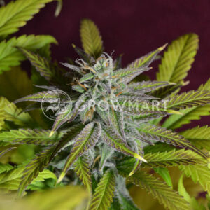 Bruce_Banner_Auto_Seminka_Konopi_1