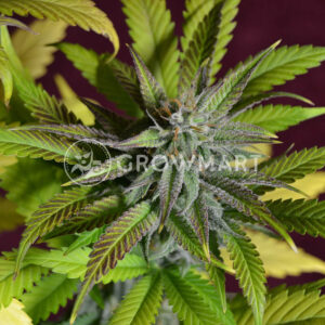 Bruce_Banner_Auto_Seminka_Konopi_2