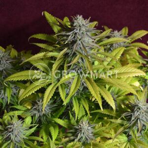 Bruce_Banner_Auto_Seminka_Konopi_4