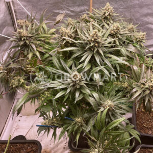 Bruce_Banner_III_Auto_seminka_konopia