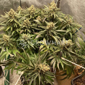 Bruce_Banner_III_Auto_seminka_konopi