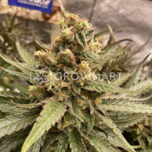 Bruce_Banner_III_Auto_seminka_konopi