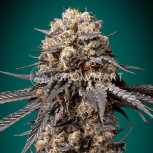 Bubbas_Gift_Seminka_Konopi_1