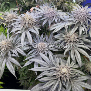 Bubbas_Gift_Seminka_Konopi_2