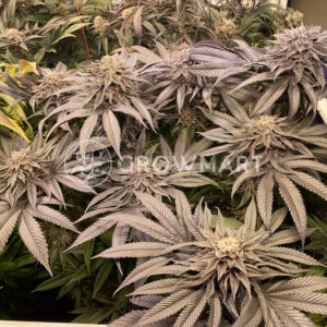 Bubbas_Gift_Seminka_Konopi_3