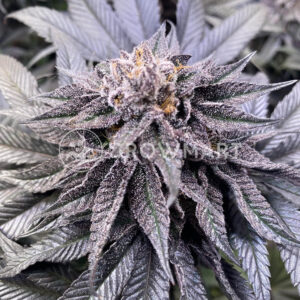 Bubbas_Gift_Seminka_Konopi_4