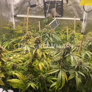 Bubble_Gum_CBD_seminka_konopi_2