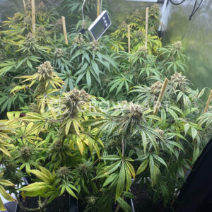 Bubble_Gum_CBD_seminka_konopi_3