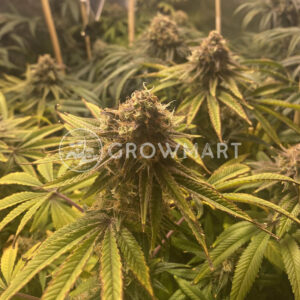 Bubble_Gum_CBD_seminka_konopi_4