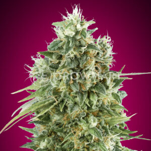 Bubble_Gum_CBD_seminka_konopi_5