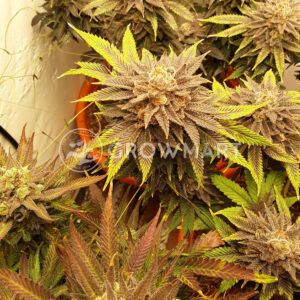 Bubble_Gum_Fast_Feminizovaná_semínka_konopí