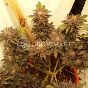 Bubble_Gum_Fast_Feminizovaná_semínka_konopí