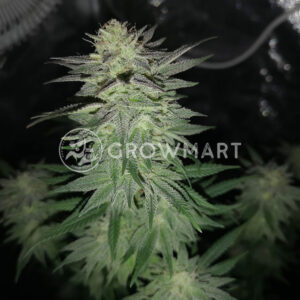 seminka_konopi_Bubble_Gum_fat_HOG