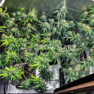 Bubblegum_XL_Feminizovaná_semínka_konopí