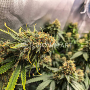 Bubblegum_XL_Feminizovaná_semínka_konopí