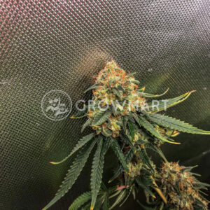 Bubblegum_XL_Feminizovaná_semínka_konopí