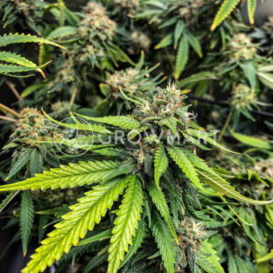 Bubblegum_XL_Feminizovaná_semínka_konopí