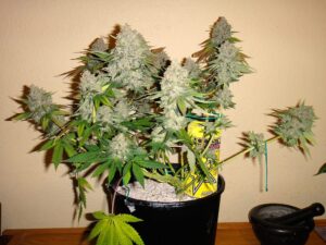 Nirvana Seeds - BUBBLELICIOUS AUTO | Autoflower Cannabis Seeds - Image 6