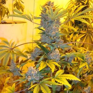 Nirvana Seeds - BUBBLELICIOUS AUTO | Autoflower Cannabis Seeds - Image 7