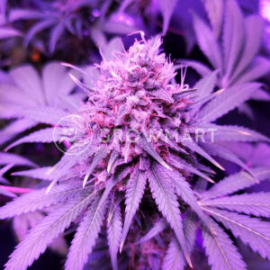 Bubblelicious_Feminizovana_seminka_konopi
