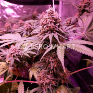 Bubblelicious_Feminizovana_seminka_konopi
