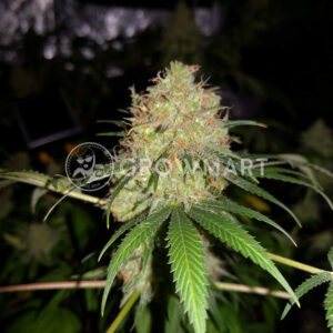 Bubblelicious_Feminizovana_seminka_konopi