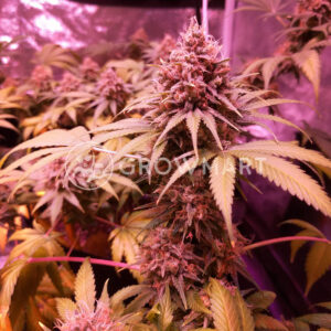 Bubblelicious_Feminizovana_seminka_konopi