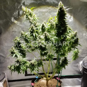 Bubblelicious_Auto_Samonakvetaci_seminka_konopi