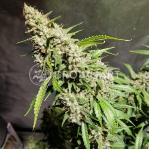 Bubblelicious_Auto_Samonakvetaci_seminka_konopi