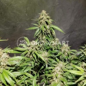 Bubblelicious_Auto_Samonakvetaci_seminka_konopi