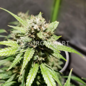 Bubblelicious_Auto_Samonakvetaci_seminka_konopi