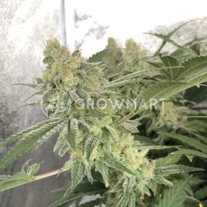 Bubblelicious_Regulerni_seminka_konopi