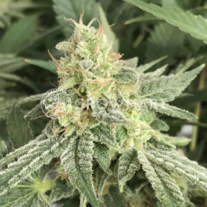 Bubblelicious_Regulerni_seminka_konopi