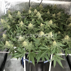 Bubblelicious_Regulerni_seminka_konopi