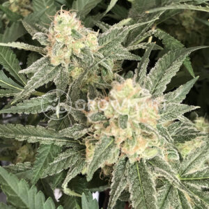 Bubblelicious_Regulerni_seminka_konopi