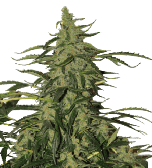 Buddha-Deimos-auto